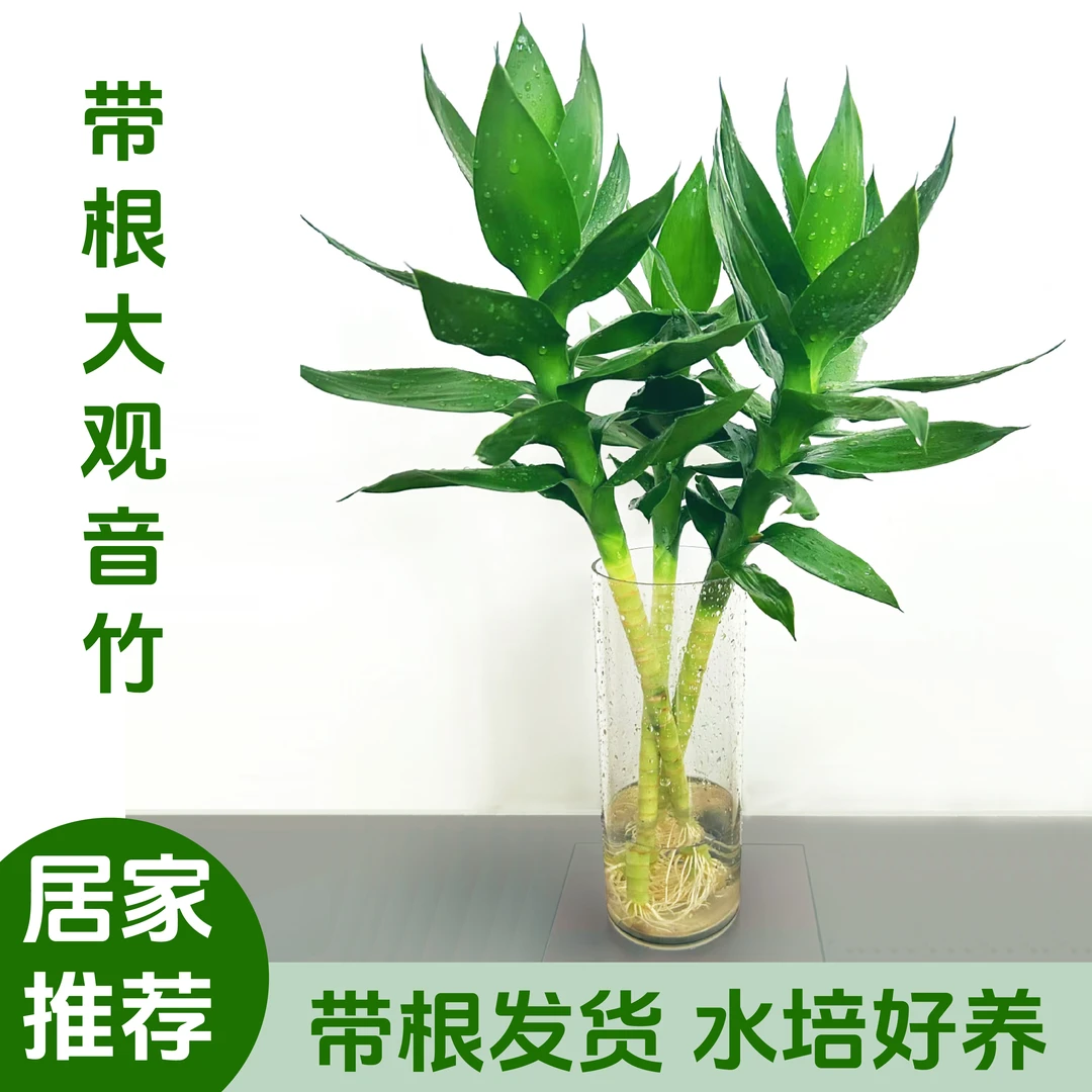 50厘米大叶带根观音竹富贵竹水培植物绿植盆栽室内水养客厅办公室
