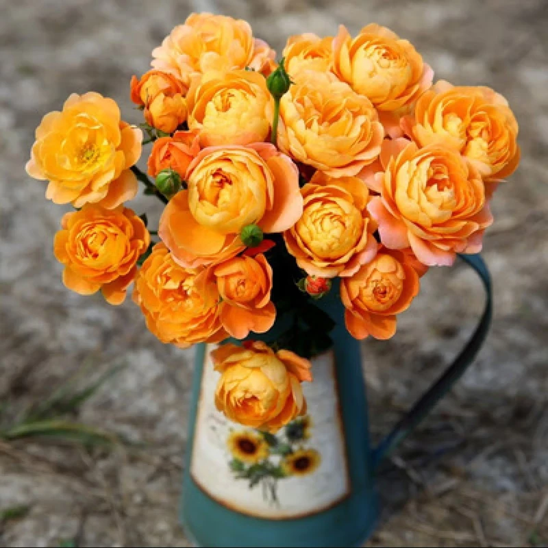 直播间180杯月季苗一物一拍