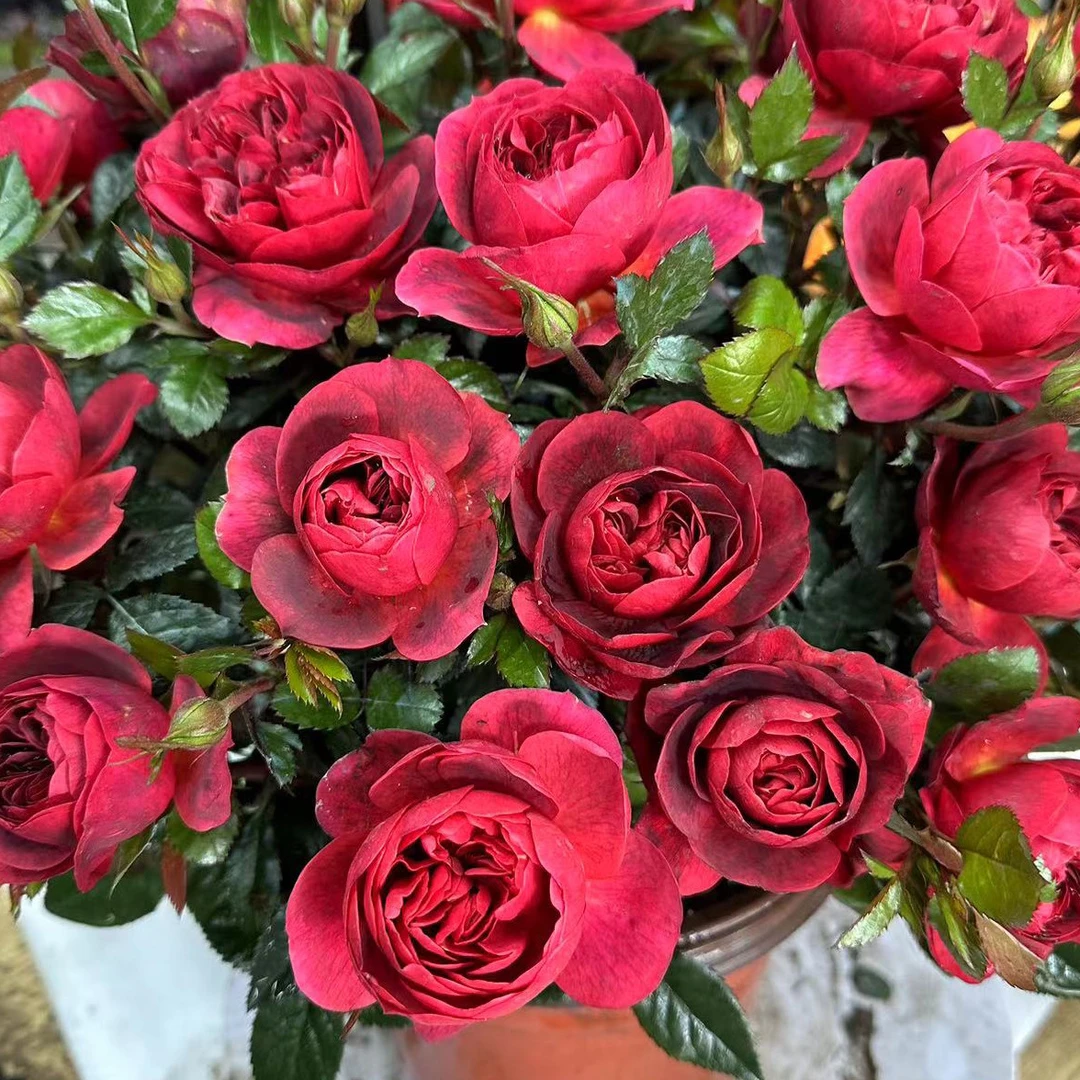 樱桃果汁 绝色果汁月季花苗 勤花品种多 季开花果丰花品种 阳台