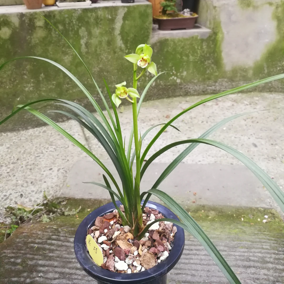 国兰送春水仙瓣铭品“灵巧仙”春末来花默认自然苗2苗不含盆