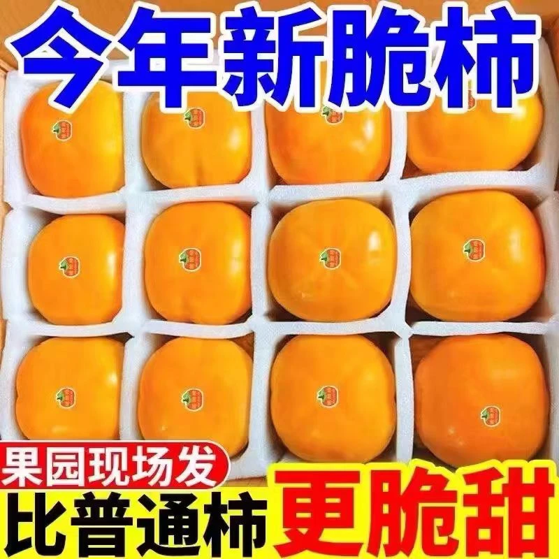 【收到直接吃】脆柿子正宗山西阳丰脆柿巧克力脆柿新鲜采摘水果脆甜