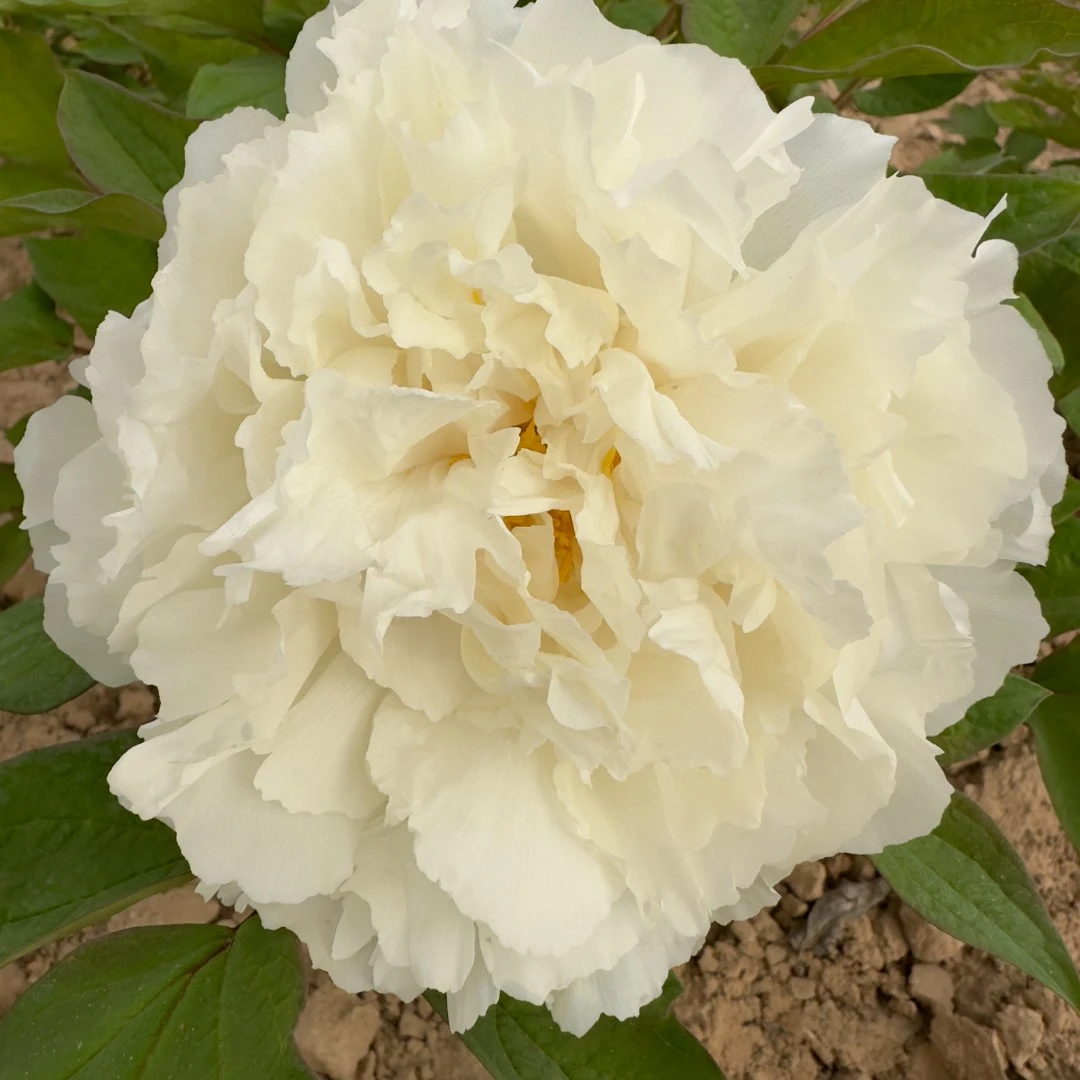 【原盆原土-白雪公主】洛阳重瓣观赏牡丹花大花绿植花卉盆栽好养