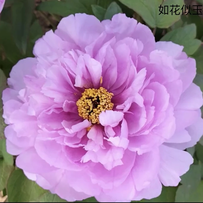 【如花似玉】洛阳重瓣观赏牡丹花大花绿植耐寒花卉盆栽