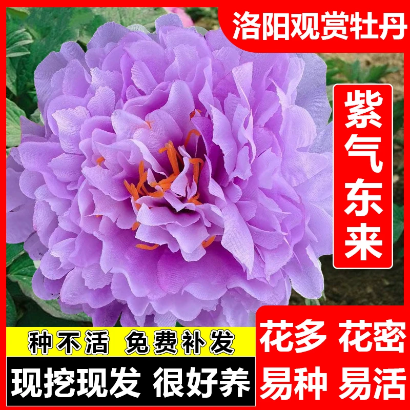 {紫气东来}正宗洛阳发货精品牡丹观赏牡丹包对版基地发