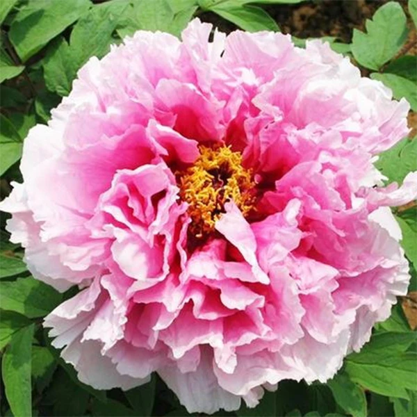 【原盆原土-八束狮子】正宗洛阳精品发货牡丹观赏牡丹花基地直发