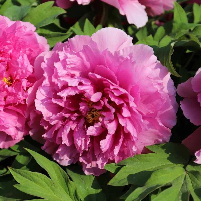 {富贵满堂}正宗洛阳精品观赏牡丹花大花绿植花卉盆栽