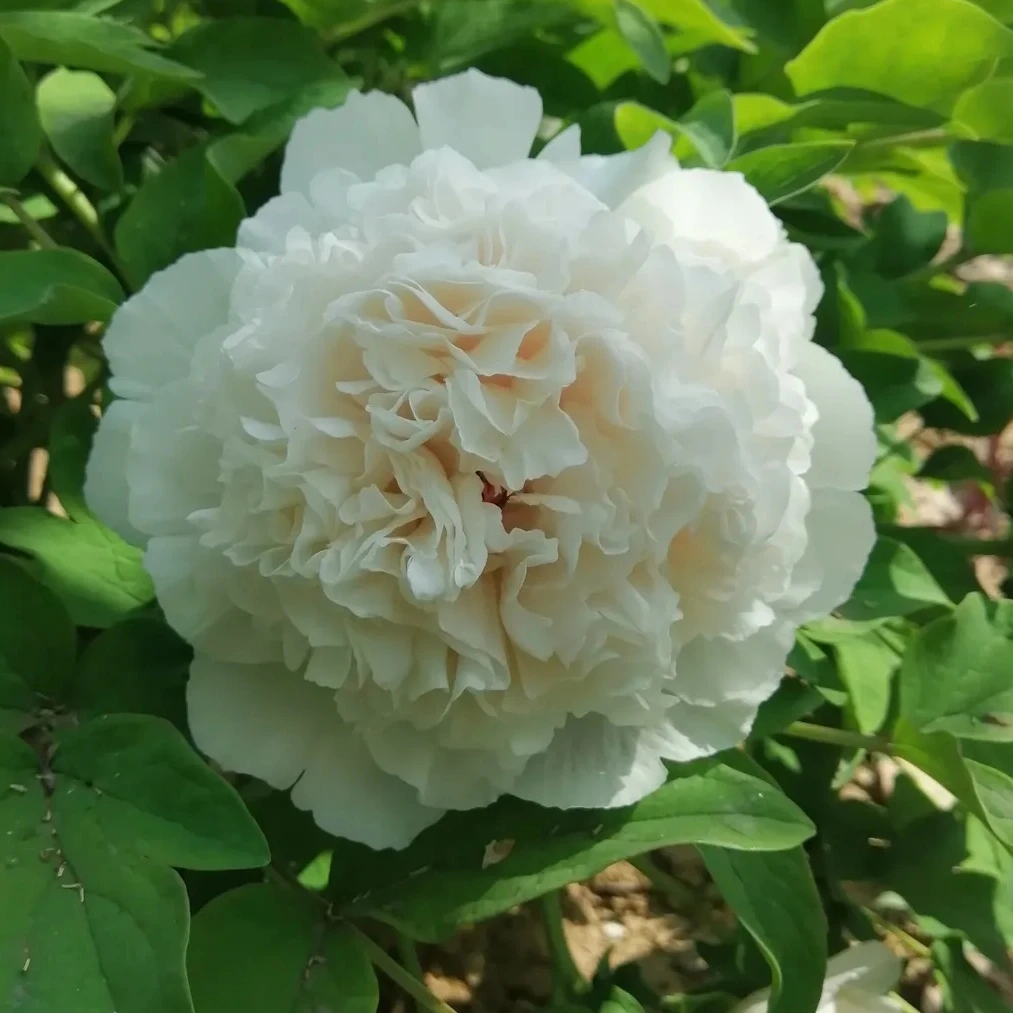 【原盆发货-雪塔】正宗洛阳重瓣观赏牡丹花大花绿植花卉盆栽好养