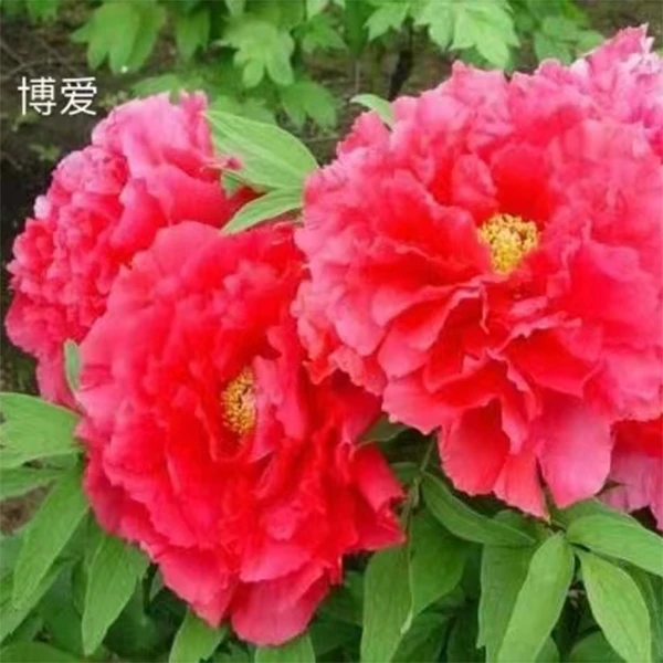 {博爱}正宗洛阳重瓣精品观赏牡丹花绿植花卉盆栽好养