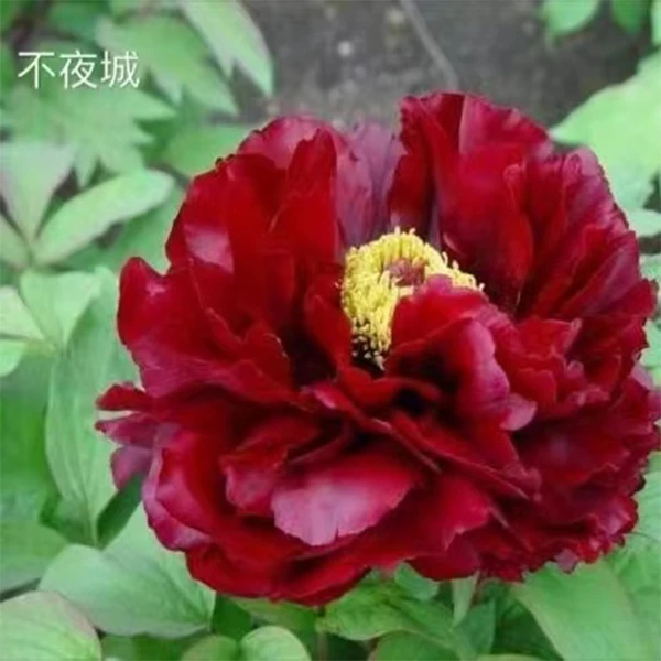 【原盆原土-不夜城】正宗洛阳牡丹花花大盆栽耐寒好养基地种植直发