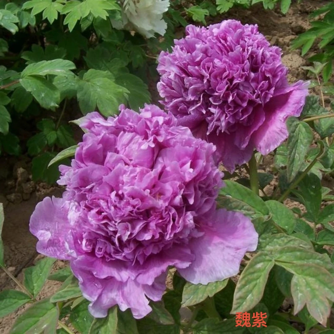 【原盆原土-魏紫】洛阳重瓣观赏牡丹花大花绿植花卉盆栽地栽好养