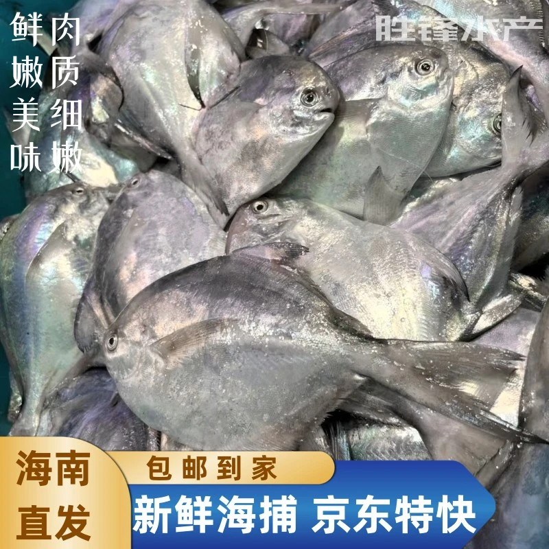 【海南鲜活白鲳鱼】银鲳鱼特大新鲜海鲜水产鱼类