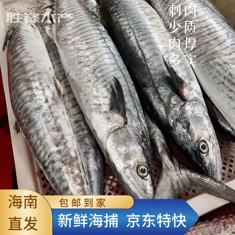 【海南马鲛鱼】新鲜康氏马鲛鱼竹鲛深海鱼鱼新鲜活鱼