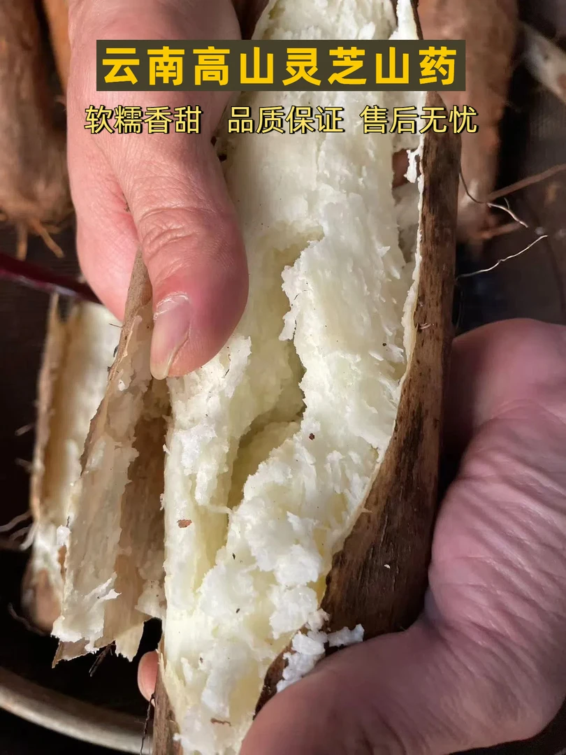 【正宗灵芝山药】云南灵芝山药新鲜现挖现发