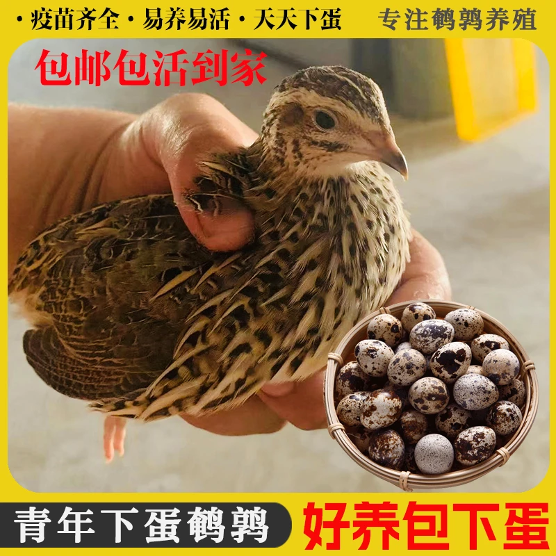 母鹌鹑下蛋鹌鹑天天下蛋宠物鸟成年鹌鹑好养阳台宠物包邮包活到家