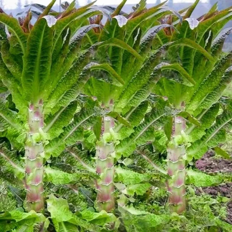 【挂丝红皮莴笋种子】易种庭院耐热耐寒香莴苣籽四季农家田园蔬菜