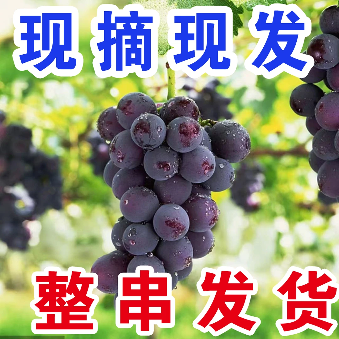 【整串发货】现摘新鲜巨峰葡萄新鲜水果当季有籽非无籽夏黑青提