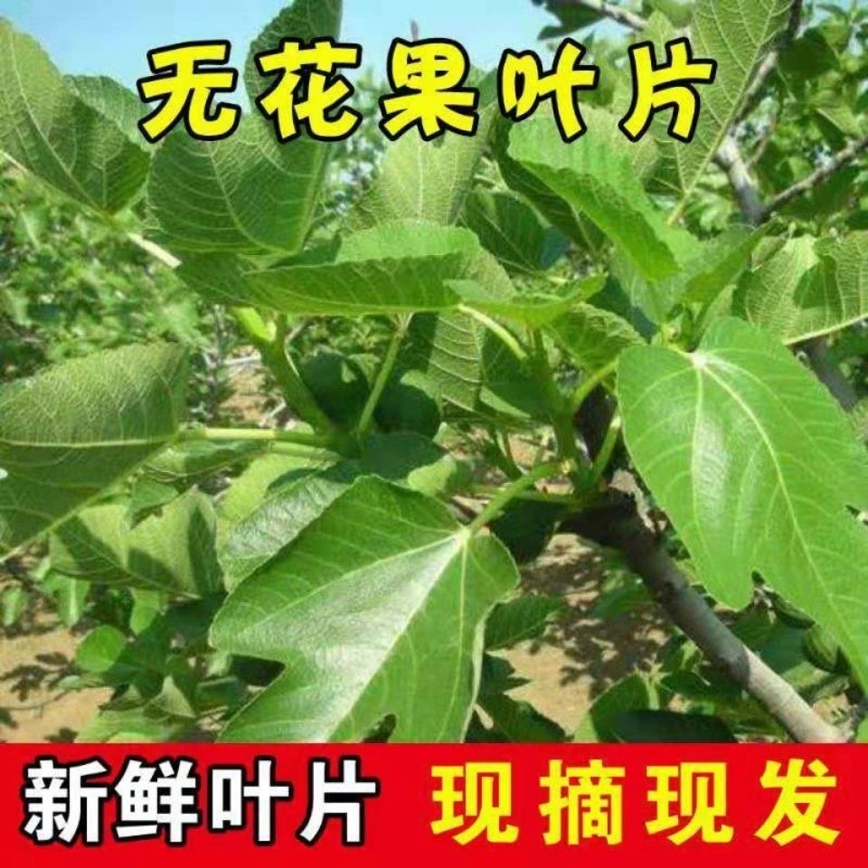 新鲜无花果叶片屁屁救星现摘现发青皮无花果叶子当季孕妇辅乳期