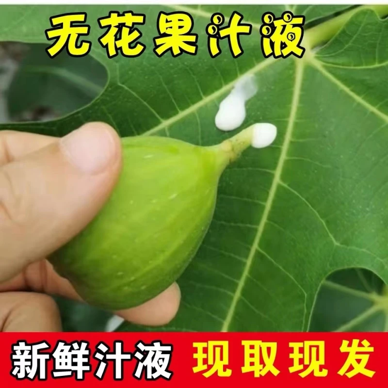 新鲜无花果白汁液纯汁原浆乳液青皮无花果茎枝叶果汁扁平白色叶子