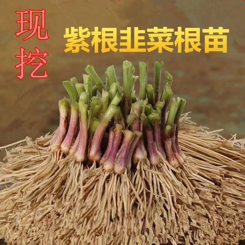新韭菜根现挖紫根白根韭菜苗种子籽家庭阳台盆栽四季绿色蔬菜盆景