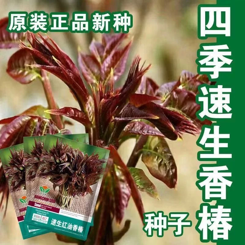 红油香椿种子口感好香味浓批发散装四季速生香椿树苗籽易种活蔬莱