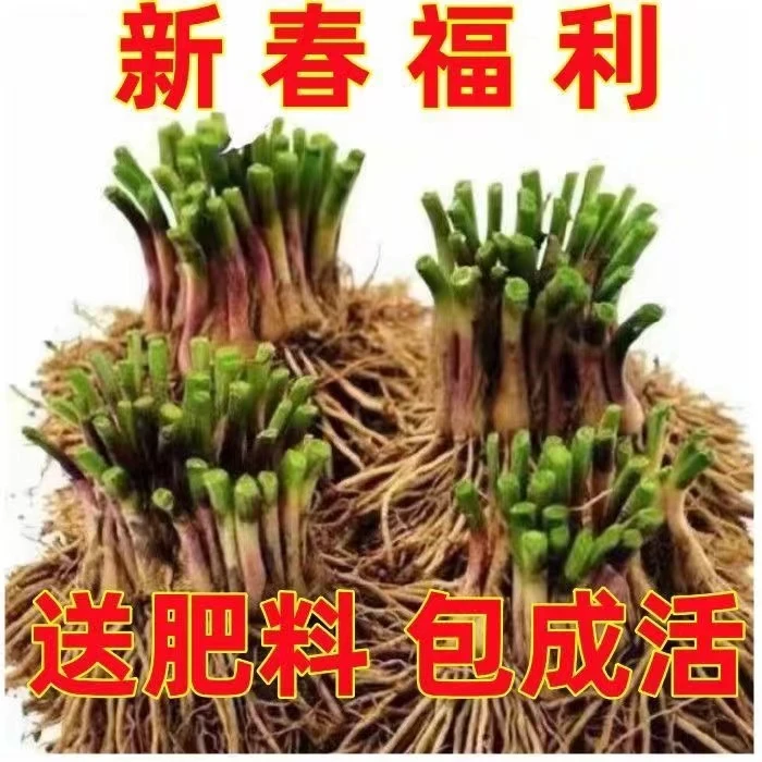 【新年福利】现挖新韭菜根正宗紫红紫根苗室内阳台庭院四季种植新鲜