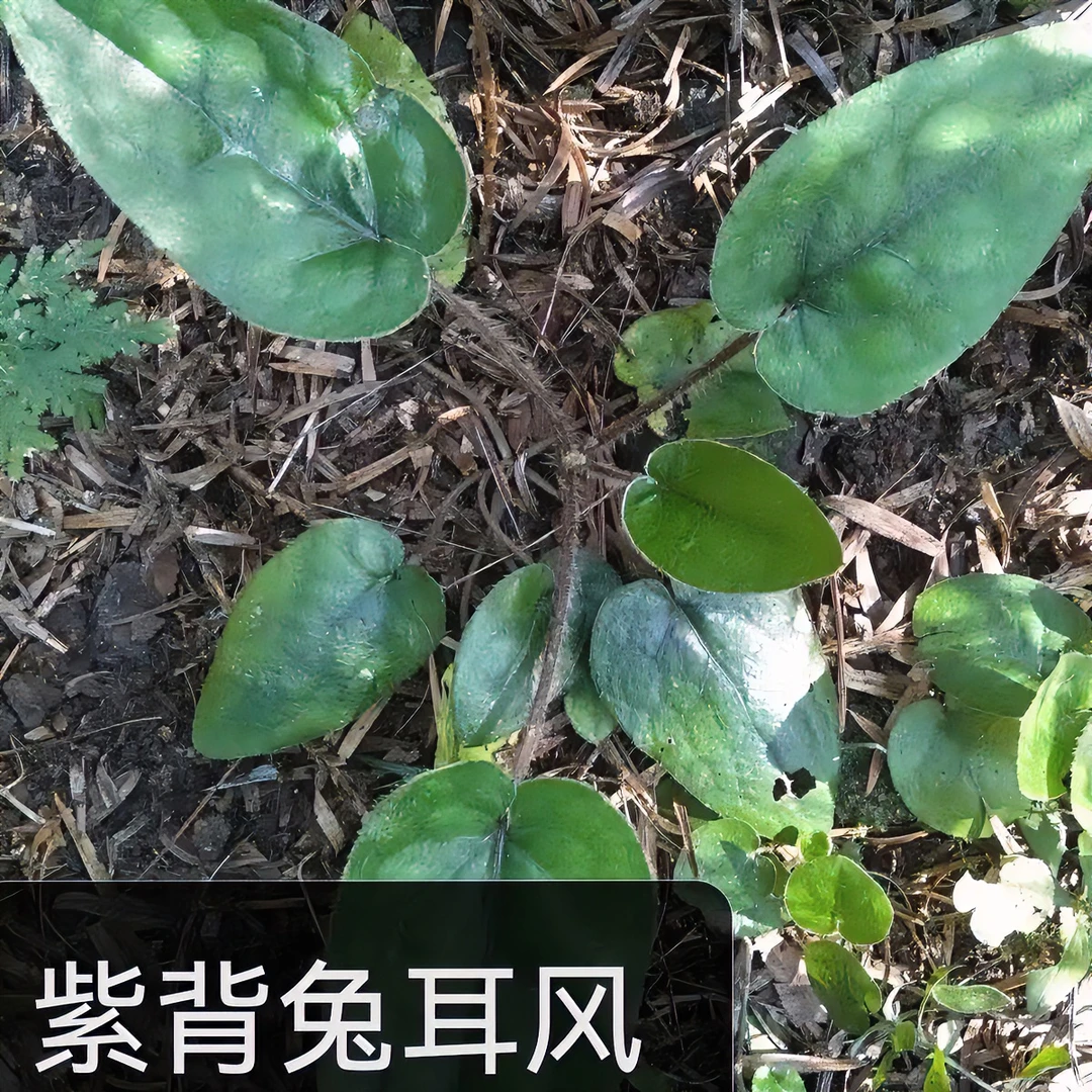 雪越【紫背兔耳风】野生毛大丁大血筋杏香兔耳风一枝香巴地香包邮