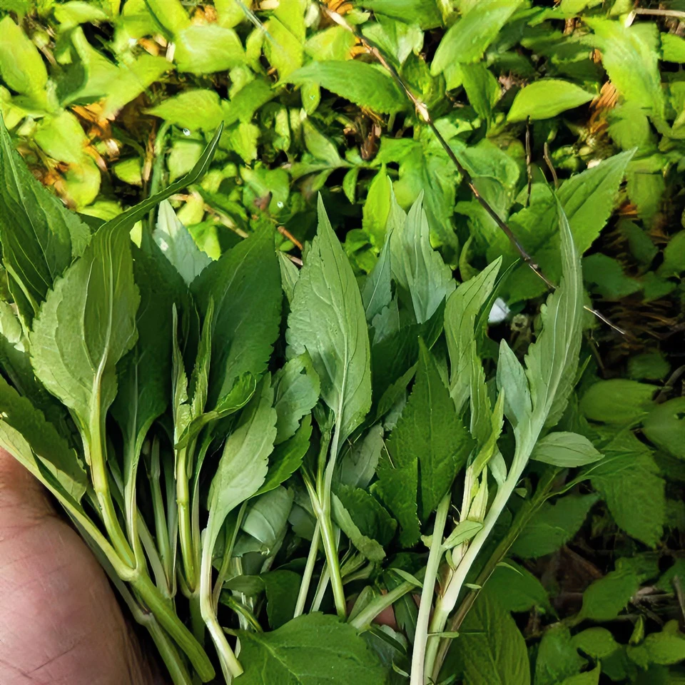 雪越赣州直发败酱草清热苦斋菜苦益菜月子菜鲜嫩绿色蔬菜1斤包邮