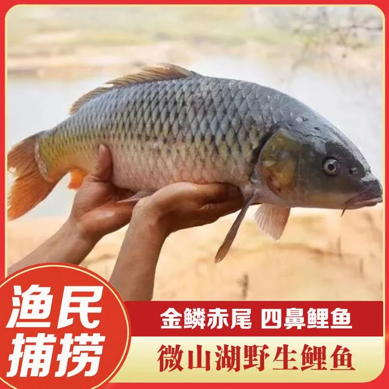 山东微山湖优质大鲤鱼鲜活现杀淡水大鱼