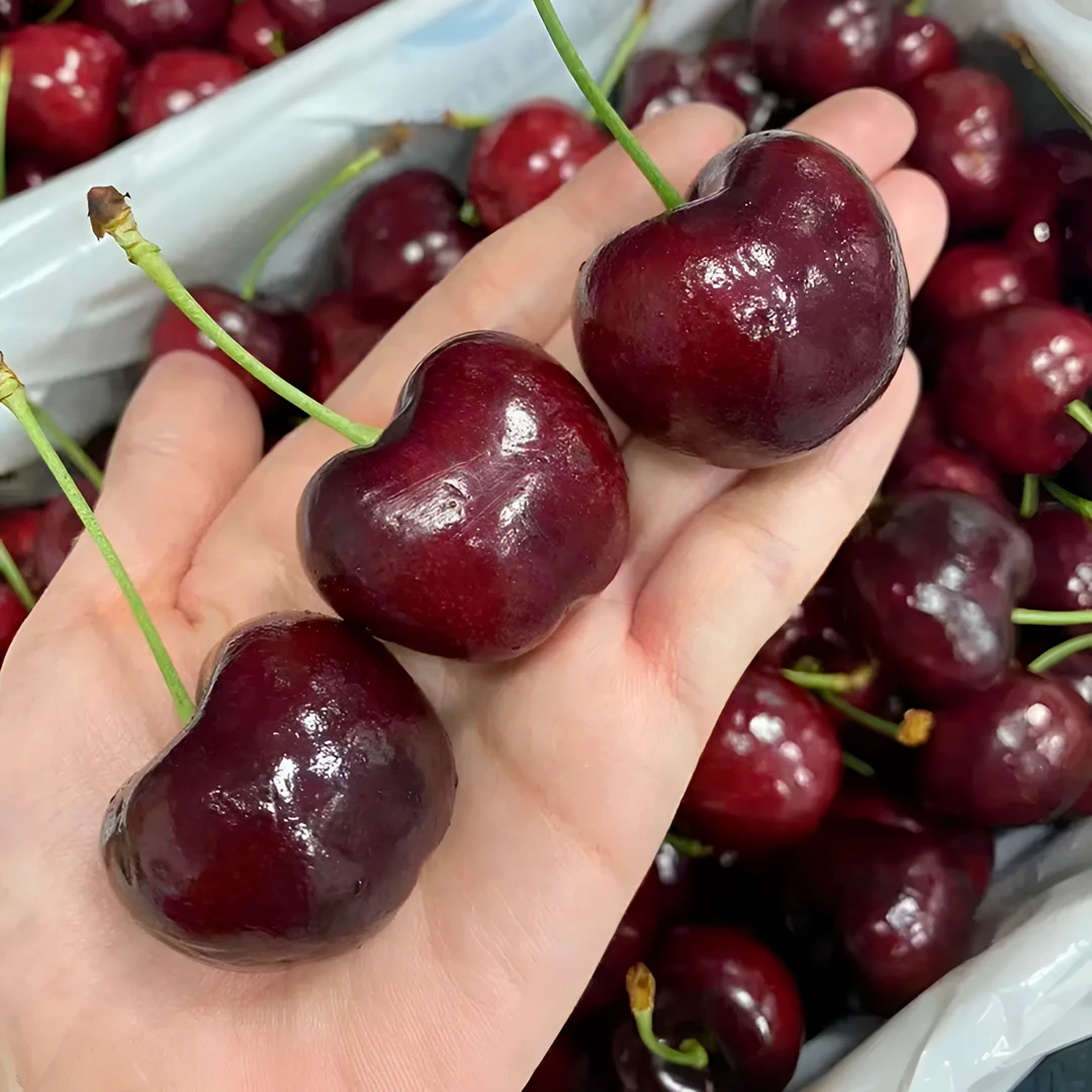 【原箱5斤现货】智利Santina桑提娜新鲜车厘子单1J-5J【5斤原箱】脆甜