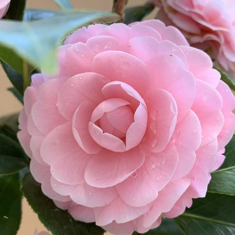 宫粉茶花精品四季绿植花卉阳台客厅庭院茶花树苗盆栽带花苞小桃红