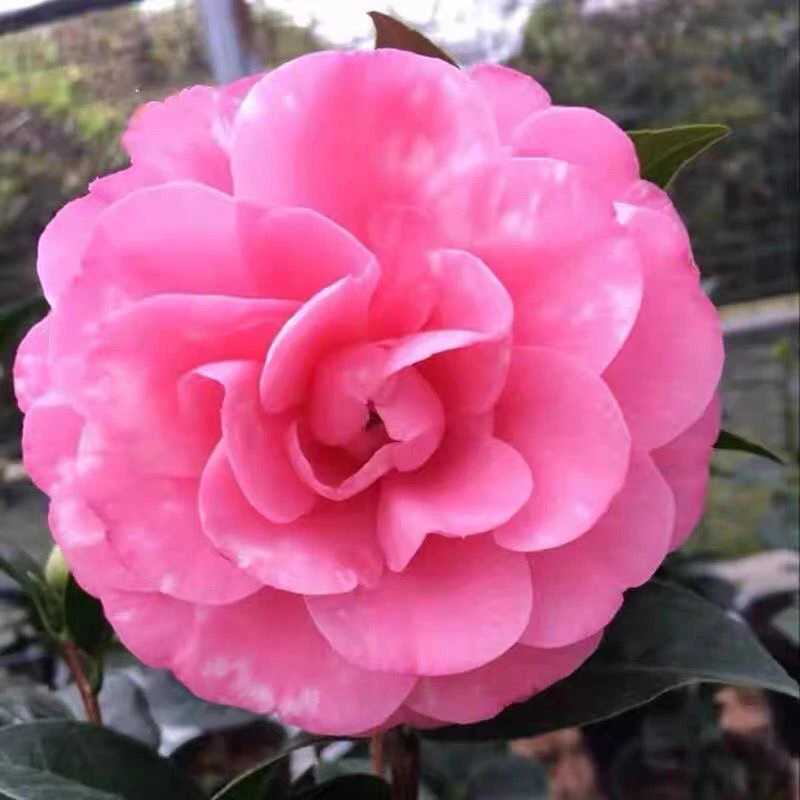 美人艳品种茶花 又名牛西奥雕石 花开胭脂粉 带花苞阳台庭院好养