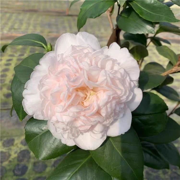 戴氏之歌 戴氏之歌茶花 稀有名贵品种 粉色美国进口盆栽绿植花卉