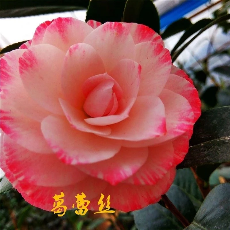 山茶花带花苞盆栽花卉树苗室内好养耐活耐寒浓香型四季植物