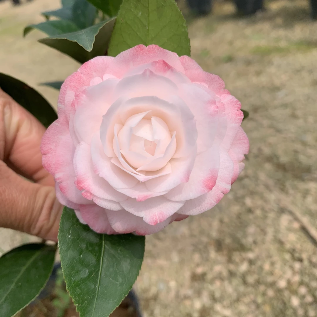 格蕾丝茶花福建名贵品种茶花盆栽室内外鲜花绿植阳台花卉四季盆栽