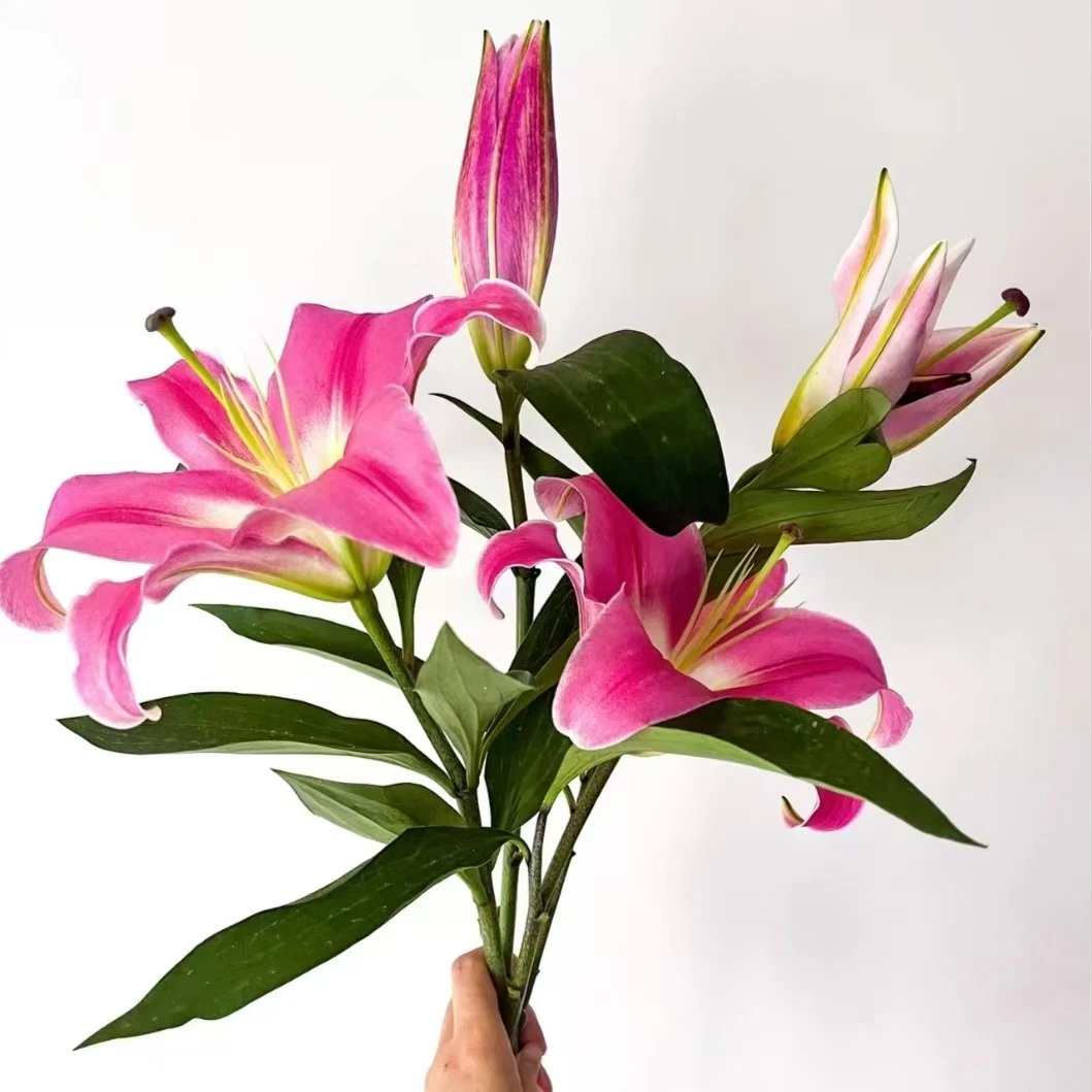 凌源百合 清新浓郁花苞坚挺（断头折枝理赔）