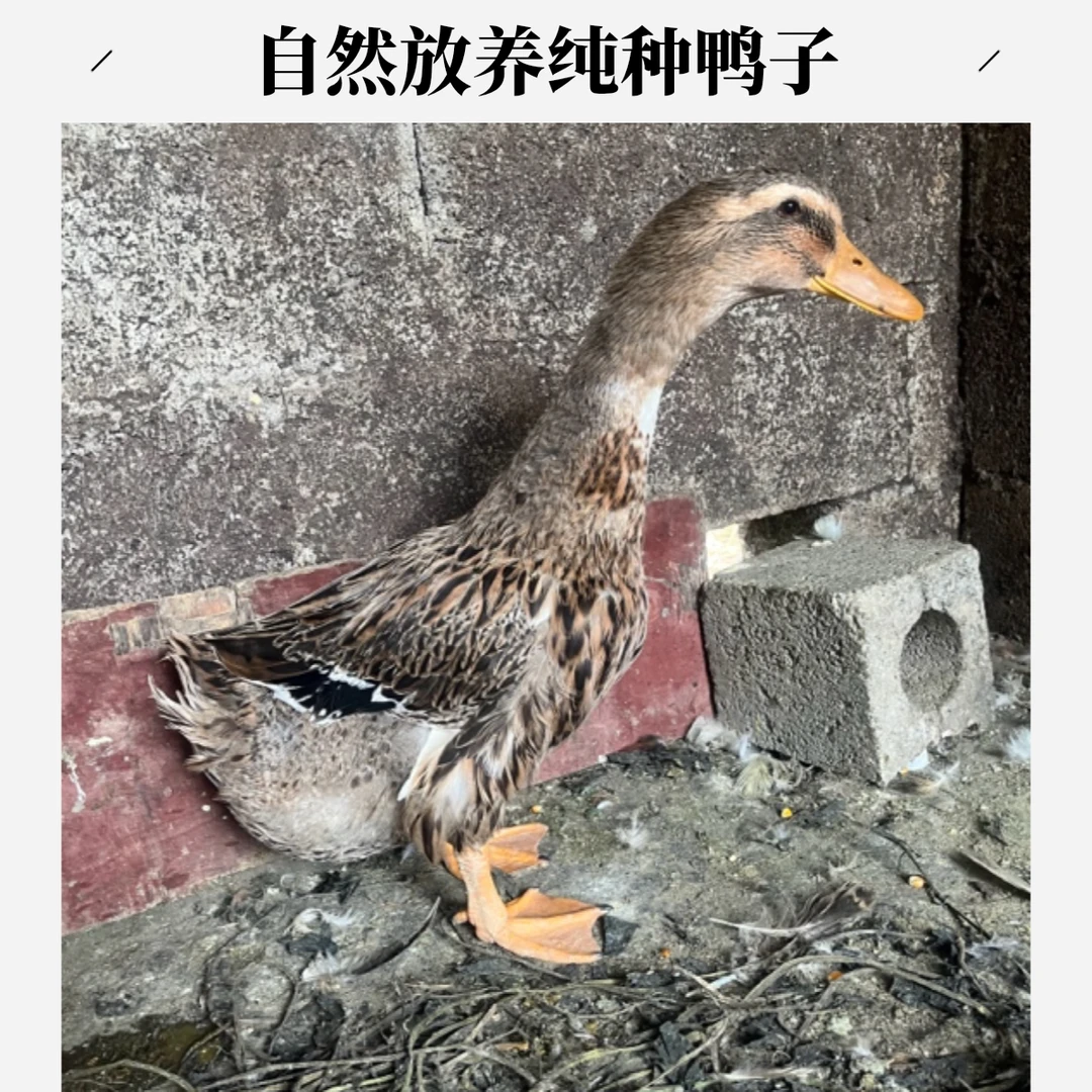 贵州农家水田放养老麻鸭番鸭，宰后不退