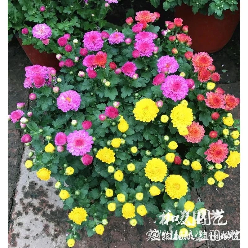 千头菊盆栽糖果菊 泡泡菊珠玉之卵 纽扣菊 荷兰菊多年生耐寒雏菊