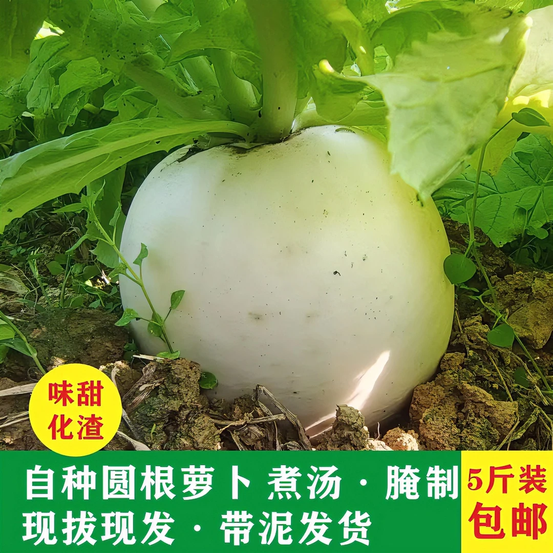 涪陵农家自种5斤春不老圆萝卜白萝卜蔬菜甜萝卜黄泥萝卜坏了包赔