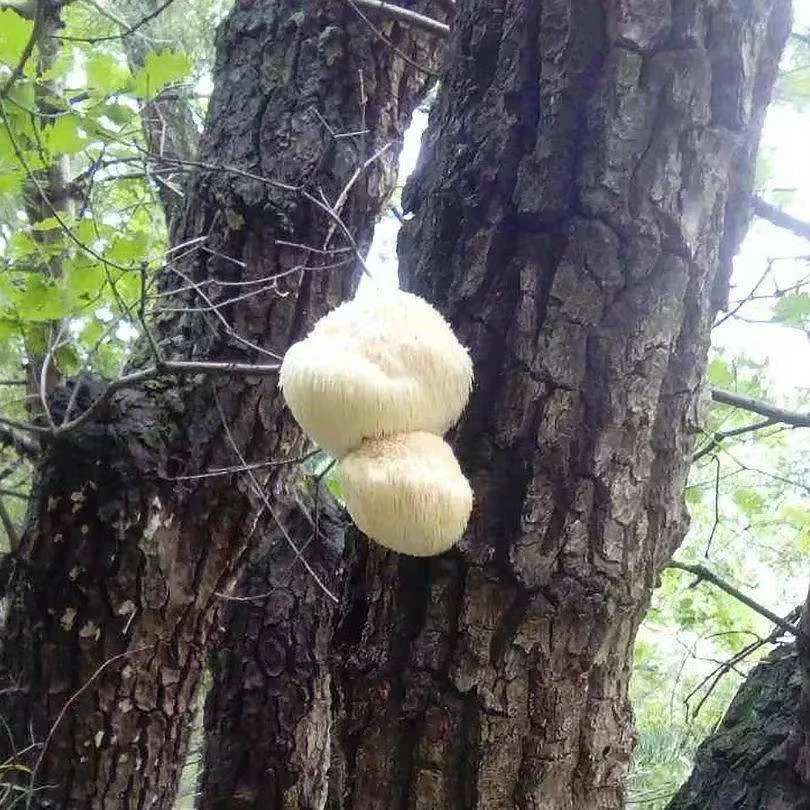 饶河特产精选猴头菇