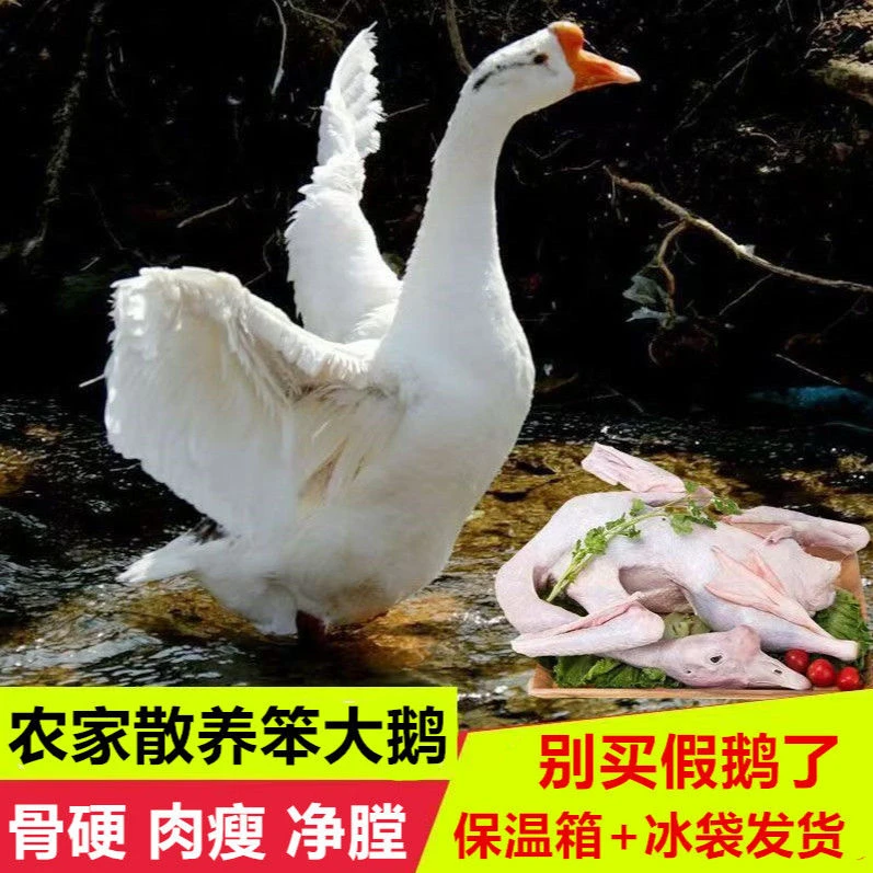 正宗散养大鹅【头上有鼓包】铁锅炖大鹅批发顺丰净重单只5斤左右
