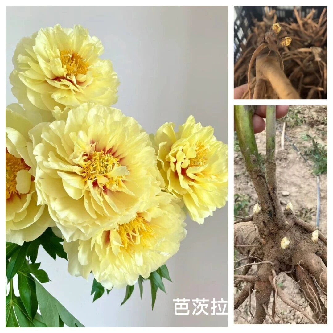 芭茨拉，兰富士，红富士，3品种组合2-3芽芍药秋天发货