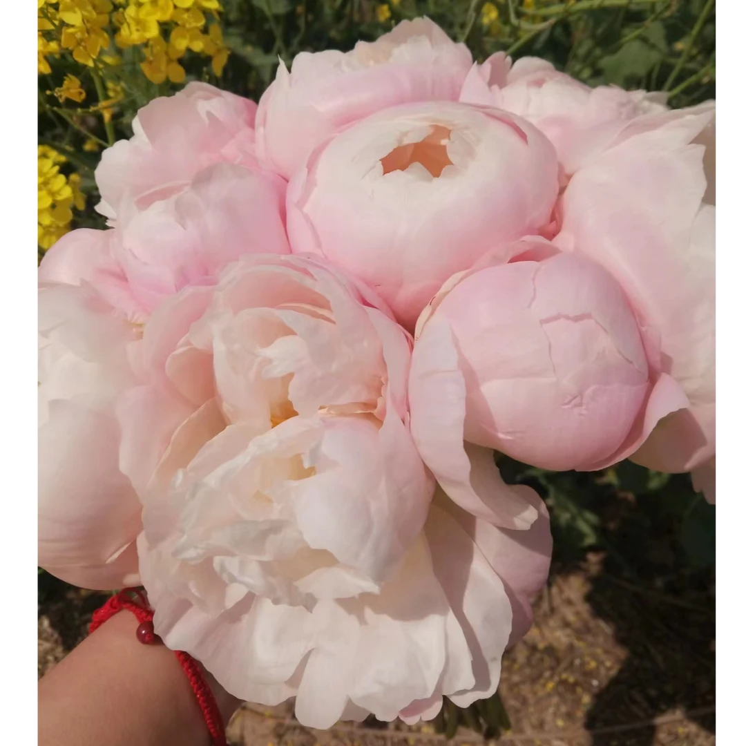 美国小姐芍药2-3芽 秋天发货