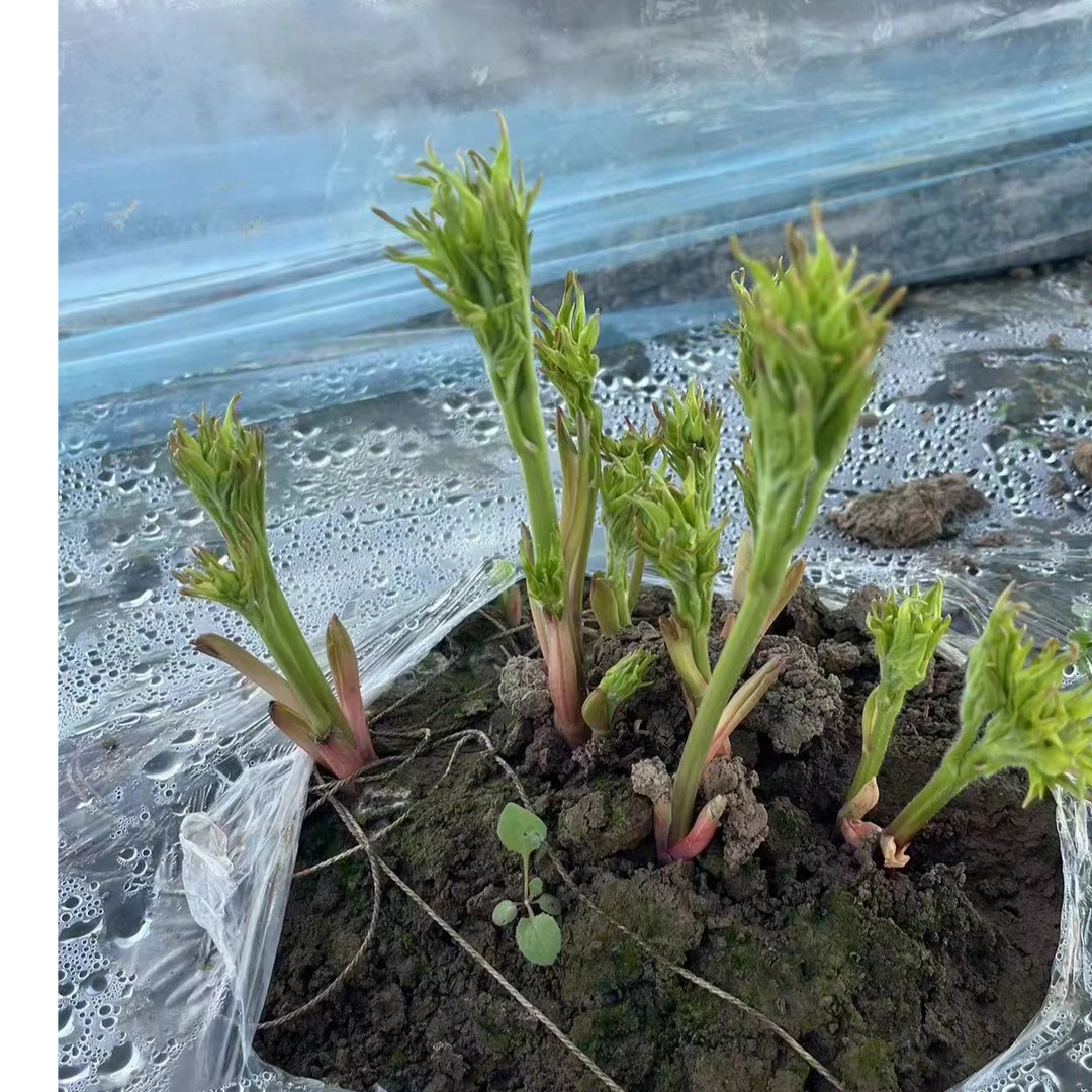 一物一拍    芍药断根