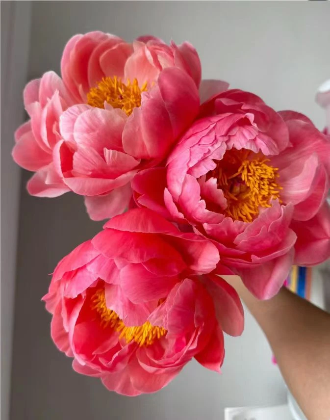 【现货-珊瑚落日】 芍药鲜切花 山东菏泽基地直发 顺风包邮