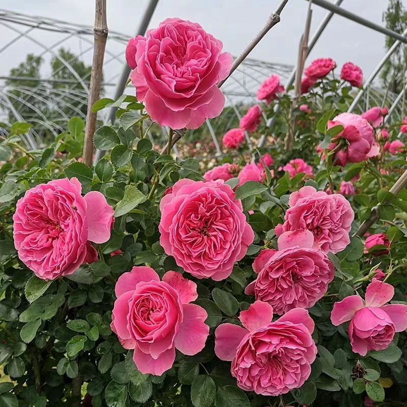 粉色达芬奇藤本月季多季节开花风花藤本绿植盆栽冬季栽培修剪发酵