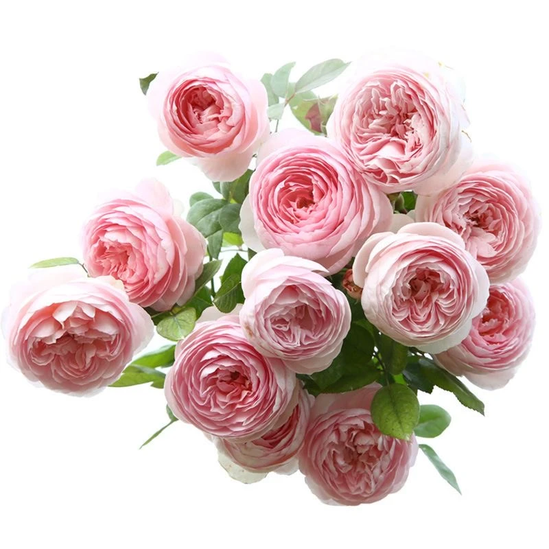 杰夫汉蜜尔顿大花浓香型四季开花花墙拱门庭院别墅春夏秋冬都可栽