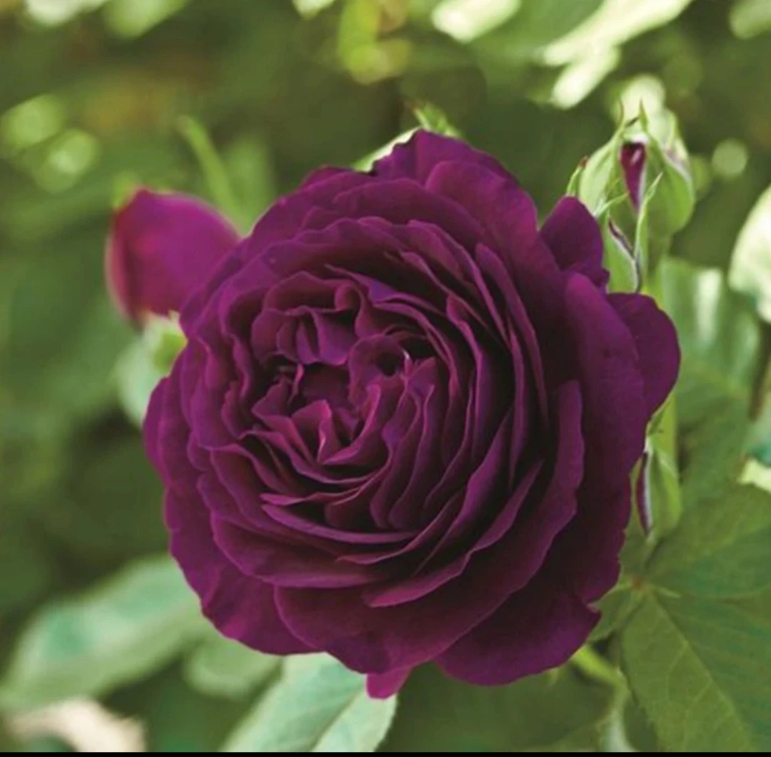 比龙宫殿大花绿植盆栽浓香型多季节重复开花南北方方可种植