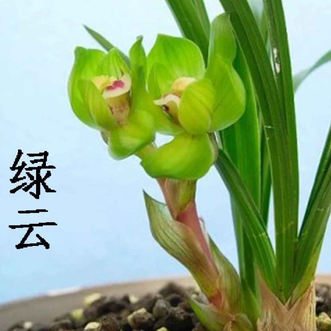 绿云春兰皇后兰花苗 浓香细叶矮种荷瓣奇花 高端铭品春兰