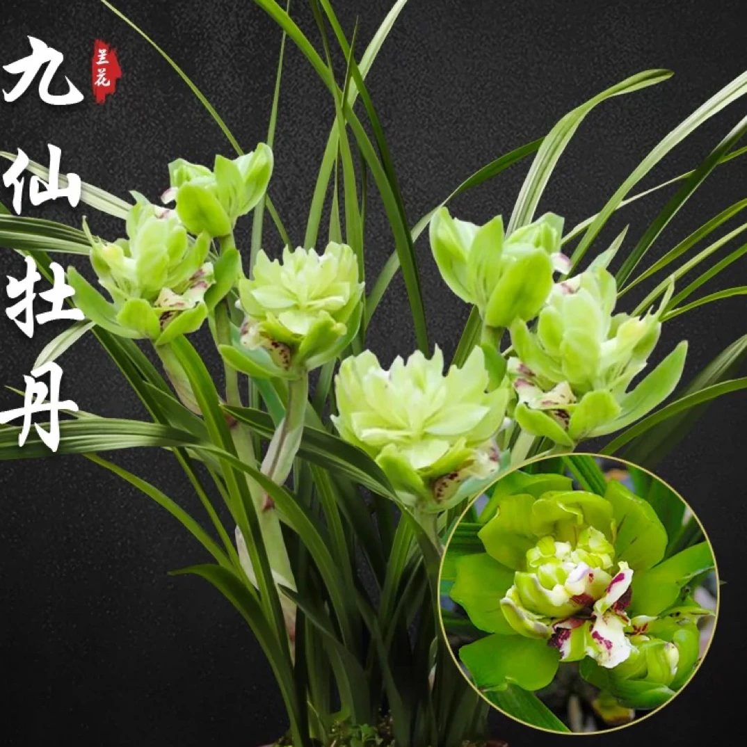 春兰奇花九仙牡丹兰花苗浓香型好养易活室内绿植盆栽观赏