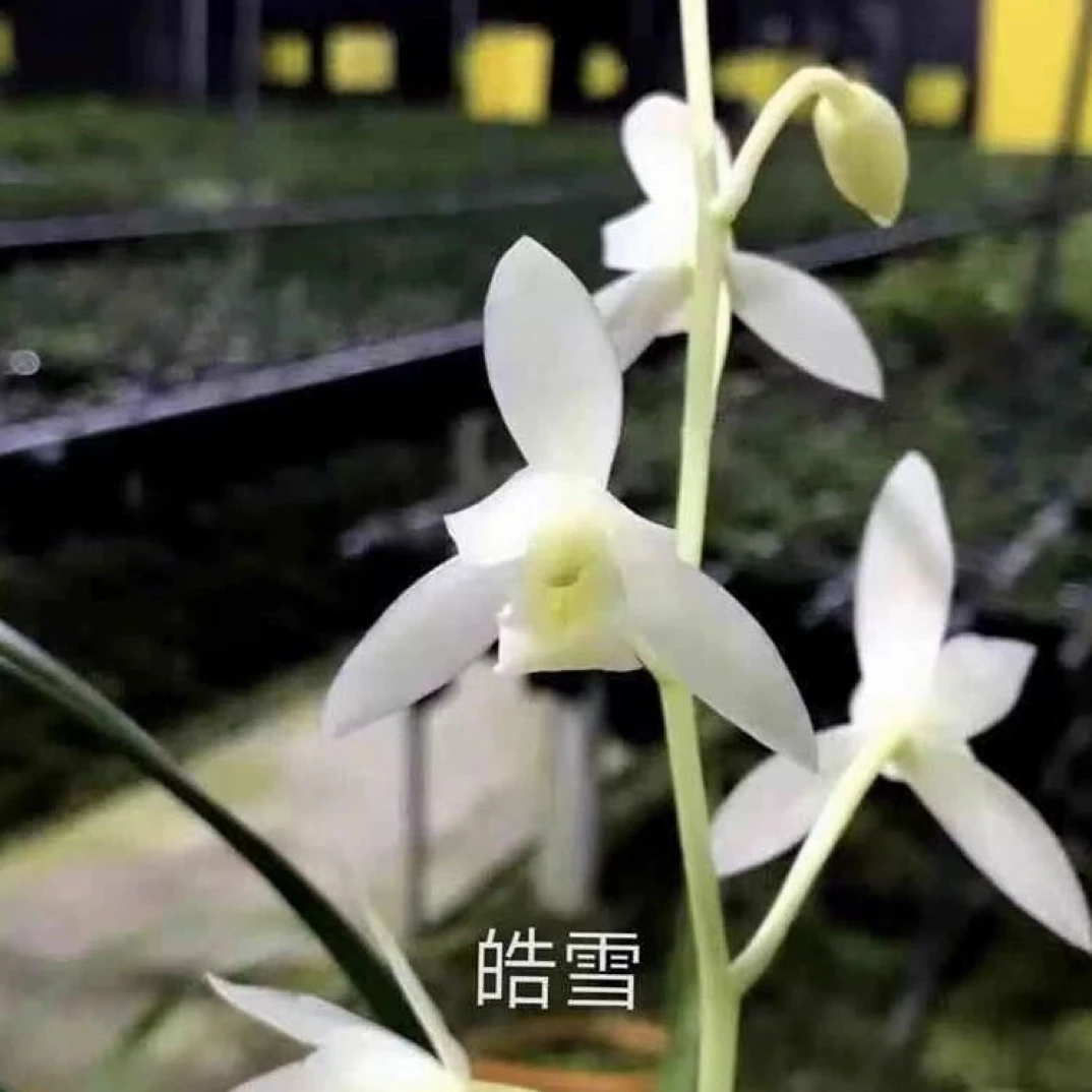 建兰皓雪白素荷清香好养易活